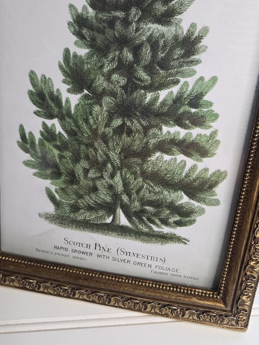 Kirklands Gold Picture Frame Pine Tree Art Desctop Picture